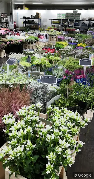 Photo 2 de Canolle Fleurs JFH, fleuriste à Toulouse