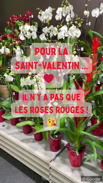 Photo 3 de Carrément Fleurs - Fleuriste Toulouse Balma 31 - Livraison de fleurs à domicile, fleuriste à Toulouse