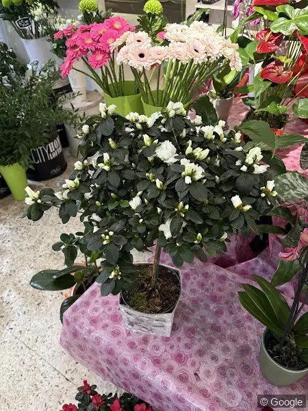 Photo 3 de Cédric Fleurs, fleuriste à Nice