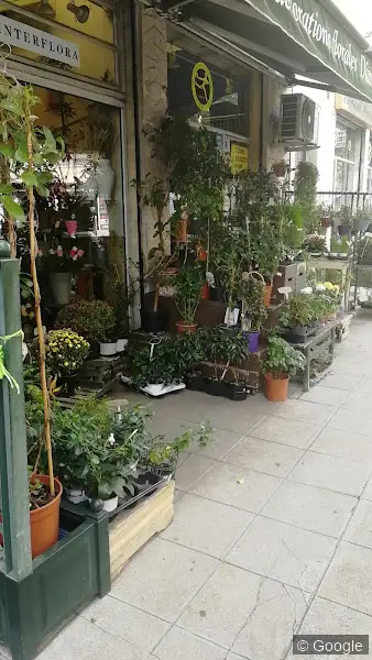 Photo de Diamant Fleurs, fleuriste à Nice